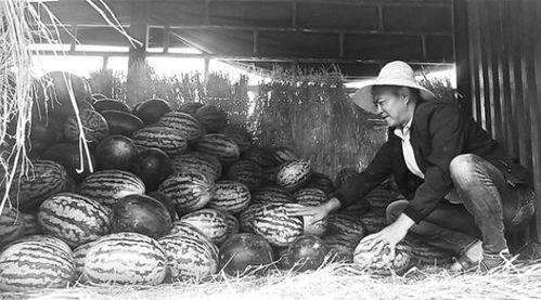 雷州吃瓜群众事件始末,一场网络舆论的风波与反思