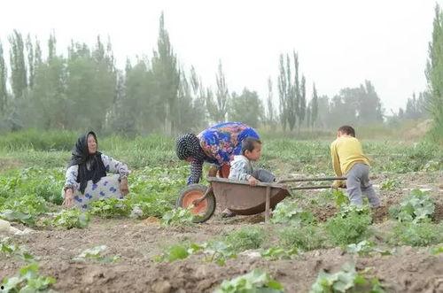 佛坪大河坝吃瓜群众,吃瓜群众的夏日狂欢