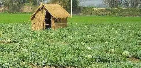 摆摊吃瓜群众怎么摆,街头市井生活全景图