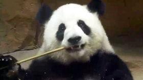 吃瓜群众囡囡,揭秘娱乐圈幕后故事