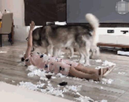 菜狗二哈凝视吃瓜群众,揭秘吃瓜群众的趣味世界