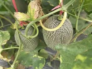 喜欢哈密瓜的吃瓜群众,共享甜蜜瓜果时光