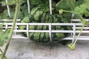 坚强的吃瓜群众图片高清,坚强吃瓜群众背后的故事