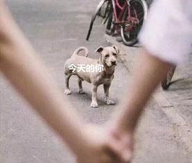 吃瓜群众舔狗视频大全最新